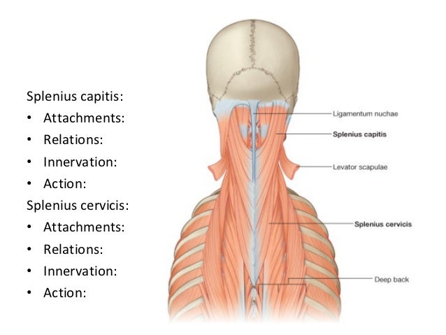 11 Muscles Of Back Dr Swati