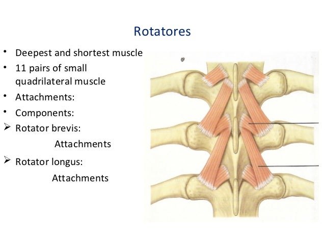 11 muscles of back dr swati