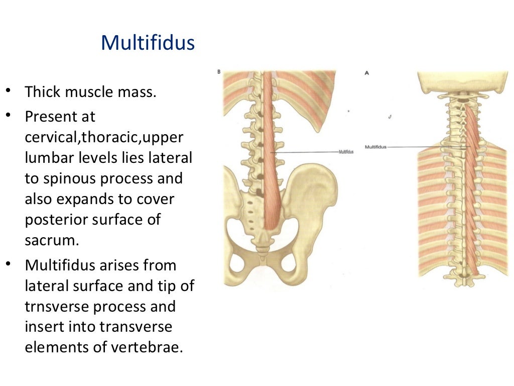 Sacrum On Attachments - 1024x768 - jpeg Sacrum On Attachments