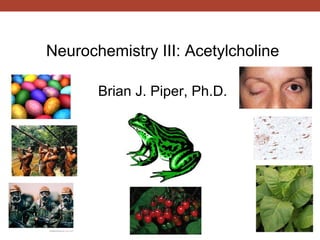 Neurochemistry III: Acetylcholine

       Brian J. Piper, Ph.D.
 