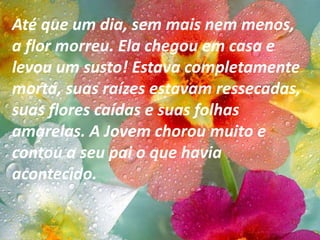 Até que um dia, sem mais nem menos,
a flor morreu. Ela chegou em casa e
levou um susto! Estava completamente
morta, suas raízes estavam ressecadas,
suas flores caídas e suas folhas
amarelas. A Jovem chorou muito e
contou a seu pai o que havia
acontecido.
 