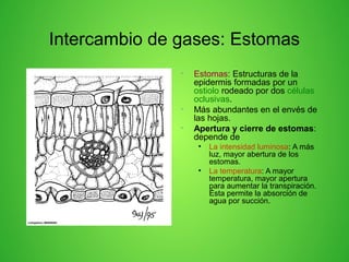 Intercambio de gases: Estomas
• Estomas: Estructuras de la
epidermis formadas por un
ostiolo rodeado por dos células
oclusivas.
• Más abundantes en el envés de
las hojas.
• Apertura y cierre de estomas:
depende de
• La intensidad luminosa: A más
luz, mayor abertura de los
estomas.
• La temperatura: A mayor
temperatura, mayor apertura
para aumentar la transpiración.
Ésta permite la absorción de
agua por succión.
 