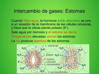 Intercambio de gases: Estomas
• Cuando falta agua, la hormona ácido abscísico se une
a un receptor de la membrana de las células oclusivas,
y hace que la célula pierda potasio (K+
).
• Sale agua por ósmosis y el estoma se cierra.
• Temperaturas elevadas cierran los estomas.
• La luz produce apertura de los estomas.
 