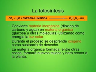 La fotosíntesis
• Convierte materia inorgánica (dióxido de
carbono y agua) en materia orgánica
(glucosa u otras moléculas) utilizando como
energía la luz solar.
• Durante el proceso se desprende oxígeno
como sustancia de desecho.
• La materia orgánica formada, entre otras
cosas, formará nuevos tejidos y hará crecer a
la planta.
CO2
+ H2
O + ENERGÍA LUMINOSA C6
H12
O6
+ 6 02
 