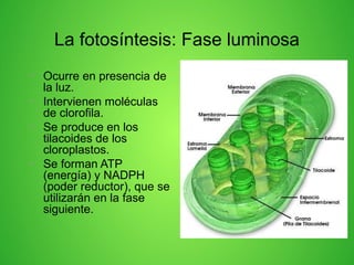 La fotosíntesis: Fase luminosa
• Ocurre en presencia de
la luz.
• Intervienen moléculas
de clorofila.
• Se produce en los
tilacoides de los
cloroplastos.
• Se forman ATP
(energía) y NADPH
(poder reductor), que se
utilizarán en la fase
siguiente.
 