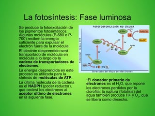 La fotosíntesis: Fase luminosa
• Se produce la fotoexcitación de
los pigmentos fotosintéticos.
Algunas moléculas (P-680 o P-
700) reciben la energía
suficiente para expulsar el
electrón fuera de la molécula.
• El electrón desprendido será
transportado de molécula en
molécula a lo largo de la
cadena de transportadores de
electrones.
• La energía desprendida en este
proceso es utilizada para la
síntesis de moléculas de ATP.
• La última molécula de la cadena
es el NADPH (poder reductor),
que cederá los electrones al
aceptor último de electrones
en la siguiente fase.
•El donador primario de
electrones es el H2O, que repone
los electrones perdidos por la
clorofila; la ruptura (fotolisis) del
agua también produce H+ y O2, que
se libera como desecho.
 