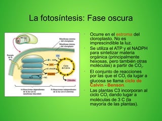La fotosíntesis: Fase oscura
• Ocurre en el estroma del
cloroplasto. No es
imprescindible la luz.
• Se utiliza el ATP y el NADPH
para sintetizar materia
orgánica (principalmente
hexosas, pero también otras
moléculas) a partir de CO2.
• El conjunto de reacciones
por las que el CO2 da lugar a
glucosa se llama ciclo de
Calvin - Benson.
• Las plantas C3 incorporan al
ciclo CO2 dando lugar a
moléculas de 3 C (la
mayoría de las plantas).
 