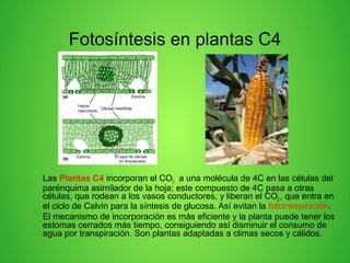 Fotosíntesis en plantas C4
• Las Plantas C4 incorporan el CO2 a una molécula de 4C en las células del
parénquima asimilador de la hoja; este compuesto de 4C pasa a otras
células, que rodean a los vasos conductores, y liberan el CO2 , que entra en
el ciclo de Calvin para la síntesis de glucosa. Así evitan la fotorrespiración.
• El mecanismo de incorporación es más eficiente y la planta puede tener los
estomas cerrados más tiempo, consiguiendo así disminuir el consumo de
agua por transpiración. Son plantas adaptadas a climas secos y cálidos.
 