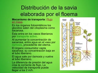 Distribución de la savia
elaborada por el floema
• Mecanismo de transporte: Flujo
en masa.
• En los órganos fotosintéticos los
glúcidos salen del citoplasma como
sacarosa.
• Ésta entra en los vasos liberianos
por transporte activo.
• Al aumentar la concentración de
sacarosa, entra agua en el vaso por
ósmosis, procedente del xilema.
• El órgano consumidor capta
sacarosa; su concentración baja en
el tubo liberiano.
• El agua sale por ósmosis y vuelve
al tubo liberiano.
• La diferencia de presión del agua
crea la corriente de flujo. La
velocidad de transporte puede
llegar a los 2 m/h.
 