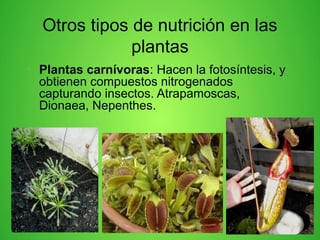 • Plantas carnívoras: Hacen la fotosíntesis, y
obtienen compuestos nitrogenados
capturando insectos. Atrapamoscas,
Dionaea, Nepenthes.
Otros tipos de nutrición en las
plantas
 
