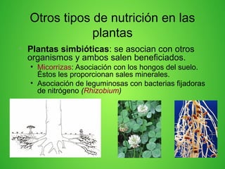• Plantas simbióticas: se asocian con otros
organismos y ambos salen beneficiados.
• Micorrizas: Asociación con los hongos del suelo.
Éstos les proporcionan sales minerales.
• Asociación de leguminosas con bacterias fijadoras
de nitrógeno (Rhizobium)
Otros tipos de nutrición en las
plantas
 