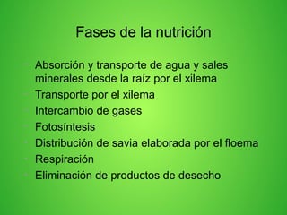 Fases de la nutrición
• Absorción y transporte de agua y sales
minerales desde la raíz por el xilema
• Transporte por el xilema
• Intercambio de gases
• Fotosíntesis
• Distribución de savia elaborada por el floema
• Respiración
• Eliminación de productos de desecho
 