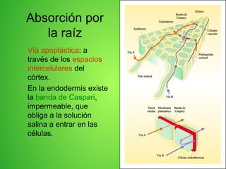Absorción por
la raíz
• Vía apoplástica: a
través de los espacios
intercelulares del
córtex.
• En la endodermis existe
la banda de Caspari,
impermeable, que
obliga a la solución
salina a entrar en las
células.
 