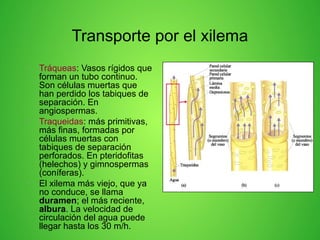 Transporte por el xilema
• Tráqueas: Vasos rígidos que
forman un tubo continuo.
Son células muertas que
han perdido los tabiques de
separación. En
angiospermas.
• Traqueidas: más primitivas,
más finas, formadas por
células muertas con
tabiques de separación
perforados. En pteridofitas
(helechos) y gimnospermas
(coníferas).
• El xilema más viejo, que ya
no conduce, se llama
duramen; el más reciente,
albura. La velocidad de
circulación del agua puede
llegar hasta los 30 m/h.
 