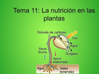 Tema 11: La nutrición en las
plantas
 