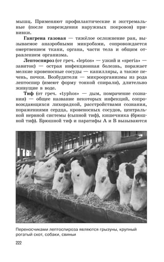 222
мышц. Применяют профилактические и экстремаль-
ные (после повреждения наружных покровов) при-
вивки.
Гангрена газовая — тяжёлое осложнение ран, вы-
зываемое анаэробными микробами, сопровождается
омертвением ткани, органа, части тела и общим от-
равлением организма.
Лептоспироз (от греч. «leptos» — узкий и «speria» —
завиток) — острая инфекционная болезнь, поражает
мелкие кровеносные сосуды — капилляры, а также пе-
чень, почки. Возбудители — микроорганизмы из рода
лептоспир (имеют форму тонкой спирали), длительно
живущие в воде.
Тиф (от греч. «typhos» — дым, помрачение созна-
ния) — общее название некоторых инфекций, сопро-
вождающихся лихорадкой, расстройствами сознания,
поражениями сердца, кровеносных сосудов, централь-
ной нервной системы (сыпной тиф), кишечника (брюш-
ной тиф). Брюшной тиф и паратифы А и В вызываются
Переносчиками лептоспироза являются грызуны, крупный
рогатый скот, собаки, свиньи
 