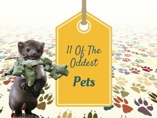 11 Of The
Oddest
Pets
 