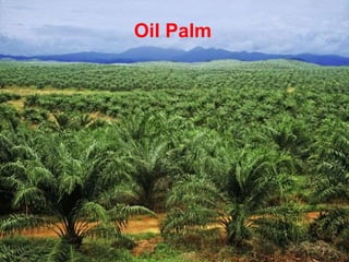 Oil Palm
 