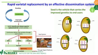 Research Program Genetic Gains (RPGG) Review Meeting 2021: Delivering Accelerated On-farm Genetic Gains By Chris Ojiewo team