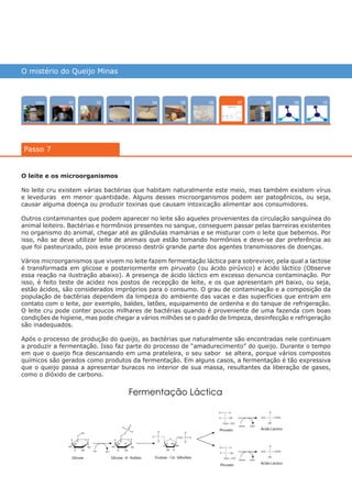 O mistério do Queijo Minas
Intro 100402 080503 090601
Passo 7
07
O leite e os microorganismos
No leite cru existem várias bactérias que habitam naturalmente este meio, mas também existem vírus
e leveduras em menor quantidade. Alguns desses microorganismos podem ser patogênicos, ou seja,
causar alguma doença ou produzir toxinas que causam intoxicação alimentar aos consumidores.
Outros contaminantes que podem aparecer no leite são aqueles provenientes da circulação sanguínea do
animal leiteiro. Bactérias e hormônios presentes no sangue, conseguem passar pelas barreiras existentes
no organismo do animal, chegar até as glândulas mamárias e se misturar com o leite que bebemos. Por
isso, não se deve utilizar leite de animais que estão tomando hormônios e deve-se dar preferência ao
que foi pasteurizado, pois esse processo destrói grande parte dos agentes transmissores de doenças.
Vários microorganismos que vivem no leite fazem fermentação láctica para sobreviver, pela qual a lactose
é transformada em glicose e posteriormente em piruvato (ou ácido pirúvico) e ácido láctico (Observe
essa reação na ilustração abaixo). A presença de ácido láctico em excesso denuncia contaminação. Por
isso, é feito teste de acidez nos postos de recepção de leite, e os que apresentam pH baixo, ou seja,
estão ácidos, são considerados impróprios para o consumo. O grau de contaminação e a composição da
população de bactérias dependem da limpeza do ambiente das vacas e das superfícies que entram em
contato com o leite, por exemplo, baldes, latões, equipamento de ordenha e do tanque de refrigeração.
O leite cru pode conter poucos milhares de bactérias quando é proveniente de uma fazenda com boas
condições de higiene, mas pode chegar a vários milhões se o padrão de limpeza, desinfecção e refrigeração
são inadequados.
Após o processo de produção do queijo, as bactérias que naturalmente são encontradas nele continuam
a produzir a fermentação. Isso faz parte do processo de “amadurecimento” do queijo. Durante o tempo
em que o queijo fica descansando em uma prateleira, o seu sabor se altera, porque vários compostos
químicos são gerados como produtos da fermentação. Em alguns casos, a fermentação é tão expressiva
que o queijo passa a apresentar buracos no interior de sua massa, resultantes da liberação de gases,
como o dióxido de carbono.
várias experiências, um só lugar
 