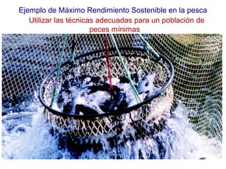 Ejemplo de Máximo Rendimiento Sostenible en la pesca 
Utilizar las técnicas adecuadas para un población de 
peces mínimas 
 
