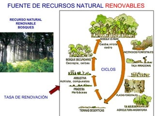 FUENTE DE RECURSOS NATURAL RENOVABLES 
RECURSO NATURAL 
RENOVABLE 
BOSQUES 
TASA DE RENOVACIÓN 
CICLOS 
 