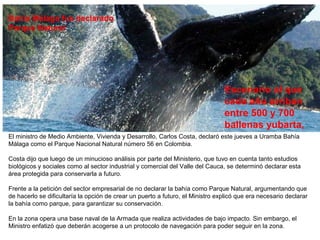 Bahía Málaga fue declarado 
Parque Natural 
Escenario al que 
cada año arriban 
entre 500 y 700 
ballenas yubarta, 
El ministro de Medio Ambiente, Vivienda y Desarrollo, Carlos Costa, declaró este jueves a Uramba Bahía 
Málaga como el Parque Nacional Natural número 56 en Colombia. 
Costa dijo que luego de un minucioso análisis por parte del Ministerio, que tuvo en cuenta tanto estudios 
biológicos y sociales como al sector industrial y comercial del Valle del Cauca, se determinó declarar esta 
área protegida para conservarla a futuro. 
Frente a la petición del sector empresarial de no declarar la bahía como Parque Natural, argumentando que 
de hacerlo se dificultaría la opción de crear un puerto a futuro, el Ministro explicó que era necesario declarar 
la bahía como parque, para garantizar su conservación. 
En la zona opera una base naval de la Armada que realiza actividades de bajo impacto. Sin embargo, el 
Ministro enfatizó que deberán acogerse a un protocolo de navegación para poder seguir en la zona. 
 