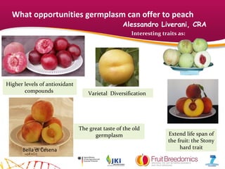 11 Opportunities Of Germplasm For Breeding Peil Andreas