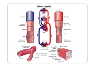 What controls the diameter of the blood
                vessels?
 Smooth muscle controls the diameter of the
    vessels b...