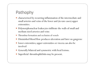 Pathophy
 characterized by recurring inflammation of the intermediate and
 small arteries and veins of the lower and (in rare cases) upper
 extremities.
 Polymorphonuclear leukocytes infiltrate the walls of small and
 medium sized arteries and veins
 Thrombus formation and occlusion of vessels
 Diminished blood flow produces ulceration and later on gangrene
 lower extremities; upper extremities or viscera can also be
 involved
 Generally bilateral and symmetric with focal lesions.
 Superficial thrombophlebitis may be present.
 