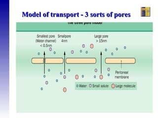 Ramesh Khanna & Karl D. Nolph   Model of transport - 3 sorts of pores  