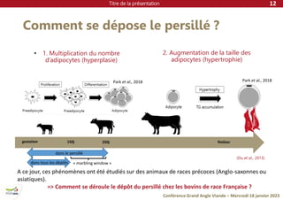 Titre de la présentation
Conférence Grand Angle Viande – Mercredi 18 janvier 2023
Comment se dépose le persillé ?
12
• 1. Multiplication du nombre
d’adipocytes (hyperplasie)
2. Augmentation de la taille des
adipocytes (hypertrophie)
finition
A ce jour, ces phénomènes ont été étudiés sur des animaux de races précoces (Anglo-saxonnes ou
asiatiques).
=> Comment se déroule le dépôt du persillé chez les bovins de race Française ?
Park et al., 2018 Park et al., 2018
gestation 250j
150j
dans tous les dépôts
dans le persillé
(Du et al., 2013)
« marbling window »
 