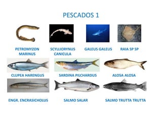 PESCADOS 1
PETROMYZON SCYLLIORYNUS GALEUS GALEUS RAIA SP SP
MARINUS CANICULA
CLUPEA HARENGUS SARDINA PILCHARDUS ALOSA ALOSA
ENGR. ENCRASICHOLUS SALMO SALAR SALMO TRUTTA TRUTTA
 
