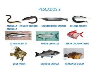 PESCADOS 2
ANGUILLA CONGER CONGER SCOMBERESOX SAURUS BELONE BELONE
ANGUILLA
ATHERINA SP. SP. MUGIL CEPHALUS BERYX DECADACTYLUS
ZEUS FABER MORONE LABRAX SERRANUS GUAZA
 