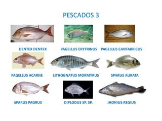 PESCADOS 3
DENTEX DENTEX PAGELLUS ERYTRINUS PAGELLUS CANTABRICUS
PAGELLUS ACARNE LITHOGNATUS MORMYRUS SPARUS AURATA
SPARUS PAGRUS DIPLODUS SP. SP. JHONIUS REGIUS
 