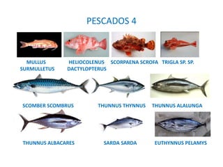 PESCADOS 4
MULLUS HELIOCOLENUS SCORPAENA SCROFA TRIGLA SP. SP.
SURMULLETUS DACTYLOPTERUS
SCOMBER SCOMBRUS THUNNUS THYNNUS THUNNUS ALALUNGA
THUNNUS ALBACARES SARDA SARDA EUTHYNNUS PELAMYS
 