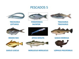 PESCADOS 5
TRICHIURUS POMATOMUS TRACHURUS
LEPTURUS SALTATOR TRACHURUS
BRAMA RAII APHIA MINUTA GADUS MORHUA
GADUS LUSCUS MERLUCIUS MERLUCIUS LOPHIUS PISCATORIUS
 