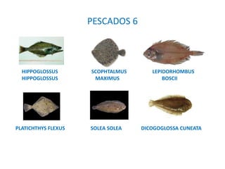 PESCADOS 6
HIPPOGLOSSUS SCOPHTALMUS LEPIDORHOMBUS
HIPPOGLOSSUS MAXIMUS BOSCII
PLATICHTHYS FLEXUS SOLEA SOLEA DICOGOGLOSSA CUNEATA
 