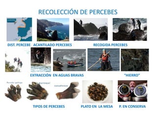 RECOLECCIÓN DE PERCEBES
DIST. PERCEBE ACANTILADO PERCEBES RECOGIDA PERCEBES
EXTRACCIÓN EN AGUAS BRAVAS “HIERRO”
TIPOS DE PERCEBES PLATO EN LA MESA P. EN CONSERVA
 