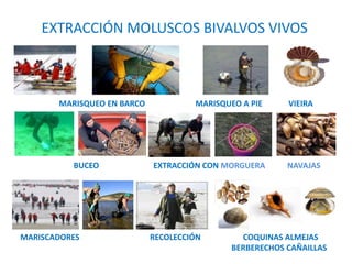 EXTRACCIÓN MOLUSCOS BIVALVOS VIVOS
MARISQUEO EN BARCO MARISQUEO A PIE VIEIRA
BUCEO EXTRACCIÓN CON MORGUERA NAVAJAS
MARISCADORES RECOLECCIÓN COQUINAS ALMEJAS
BERBERECHOS CAÑAILLAS
 