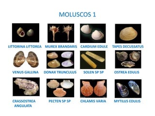 MOLUSCOS 1
LITTORINA LITTOREA MUREX BRANDARIS CARDIUM EDULE TAPES DECUSSATUS
VENUS GALLINA DONAX TRUNCULUS SOLEN SP SP OSTREA EDULIS
CRASSOSTREA PECTEN SP SP CHLAMIS VARIA MYTILUS EDULIS
ANGULATA
 