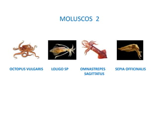 MOLUSCOS 2
OCTOPUS VULGARIS LOLIGO SP OMNASTREPES SEPIA OFFICINALIS
SAGITTATUS
 