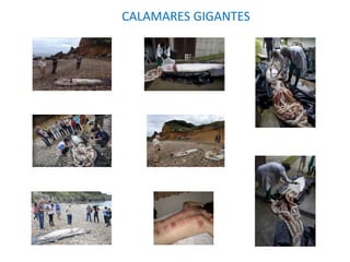 CALAMARES GIGANTES
 