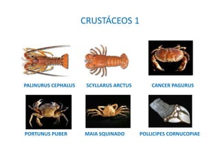 CRUSTÁCEOS 1
PALINURUS CEPHALUS SCYLLARUS ARCTUS CANCER PAGURUS
PORTUNUS PUBER MAIA SQUINADO POLLICIPES CORNUCOPIAE
 
