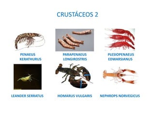 CRUSTÁCEOS 2
PENAEUS PARAPENAEUS PLESIOPENAEUS
KERATHURUS LONGIROSTRIS EDWARSIANUS
LEANDER SERRATUS HOMARUS VULGARIS NEPHROPS NORVEGICUS
 