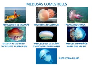 MEDUSAS COMESTIBLES
RECOLECCIÓN DE MEDUSAS RHOPILEMA ESCULENTUM PELAGIA NOCTILUCA
MEDUSA HUEVO FRITO MEDUSA BOLA DE CAÑÓN MEDUSA CHAMPIÑÓN
COTYLORYZA TUBERCULATA STOMOLOPHUSMELEA GRIS RHOPILEMA VERILLI
RHIZOSTOMA PULMO
 