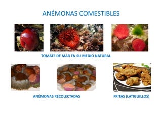 ANÉMONAS COMESTIBLES
TOMATE DE MAR EN SU MEDIO NATURAL
ANÉMONAS RECOLECTADAS FRITAS (LATIGUILLOS)
 