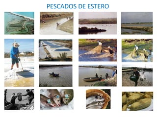 PESCADOS DE ESTERO
 