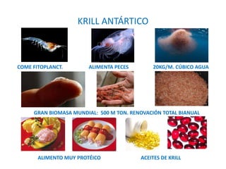 KRILL ANTÁRTICO
GRAN BIOMASA MUNDIAL: 500 M TON. RENOVACIÓN TOTAL BIANUAL
COME FITOPLANCT. ALIMENTA PECES 20KG/M. CÚBICO AGUA
ALIMENTO MUY PROTÉICO ACEITES DE KRILL
 