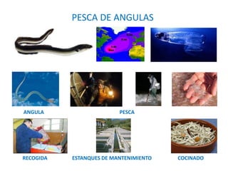 PESCA DE ANGULAS
RECOGIDA ESTANQUES DE MANTENIMIENTO COCINADO
ANGULA PESCA
 